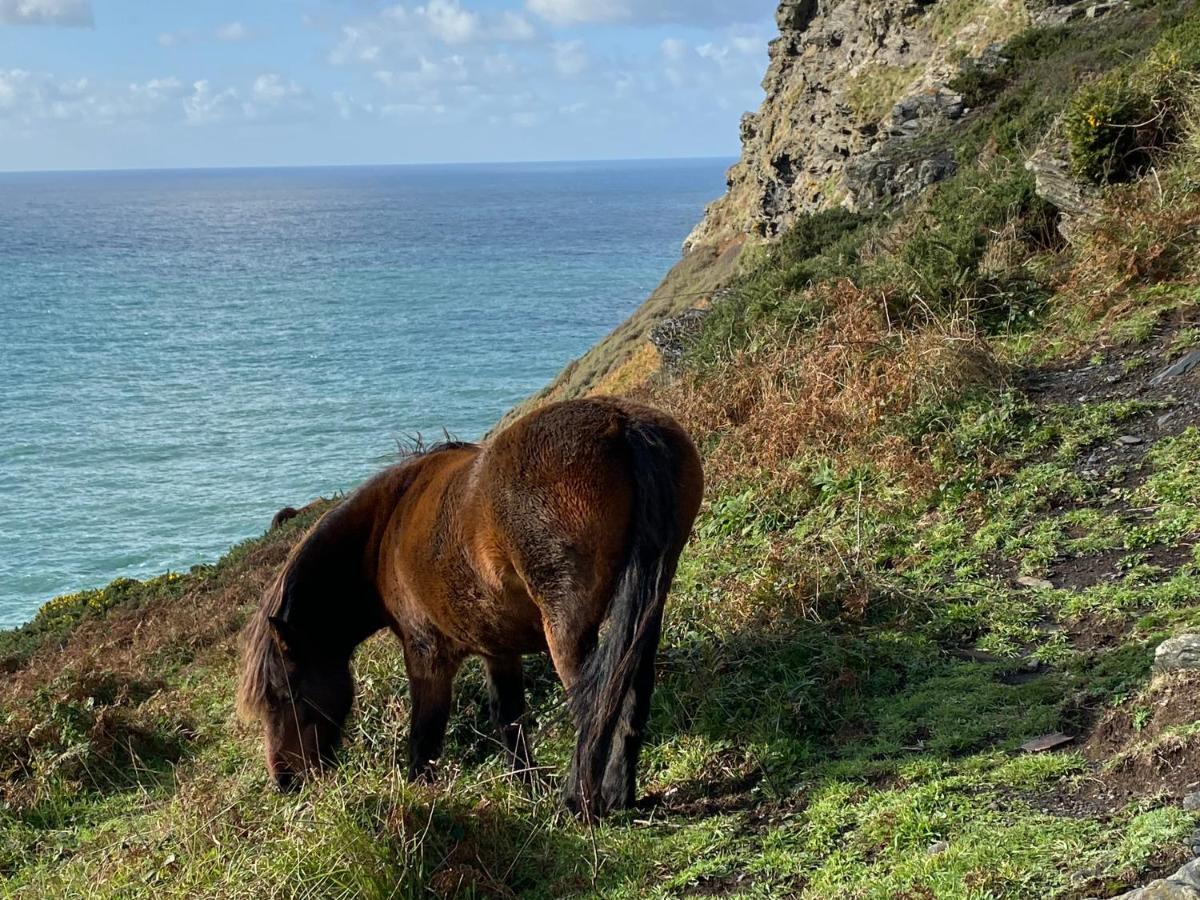 Polrunny Farm Blackberry Cottage - Cornwall Bliss In Sight Of The Sea Boscastle Ngoại thất bức ảnh