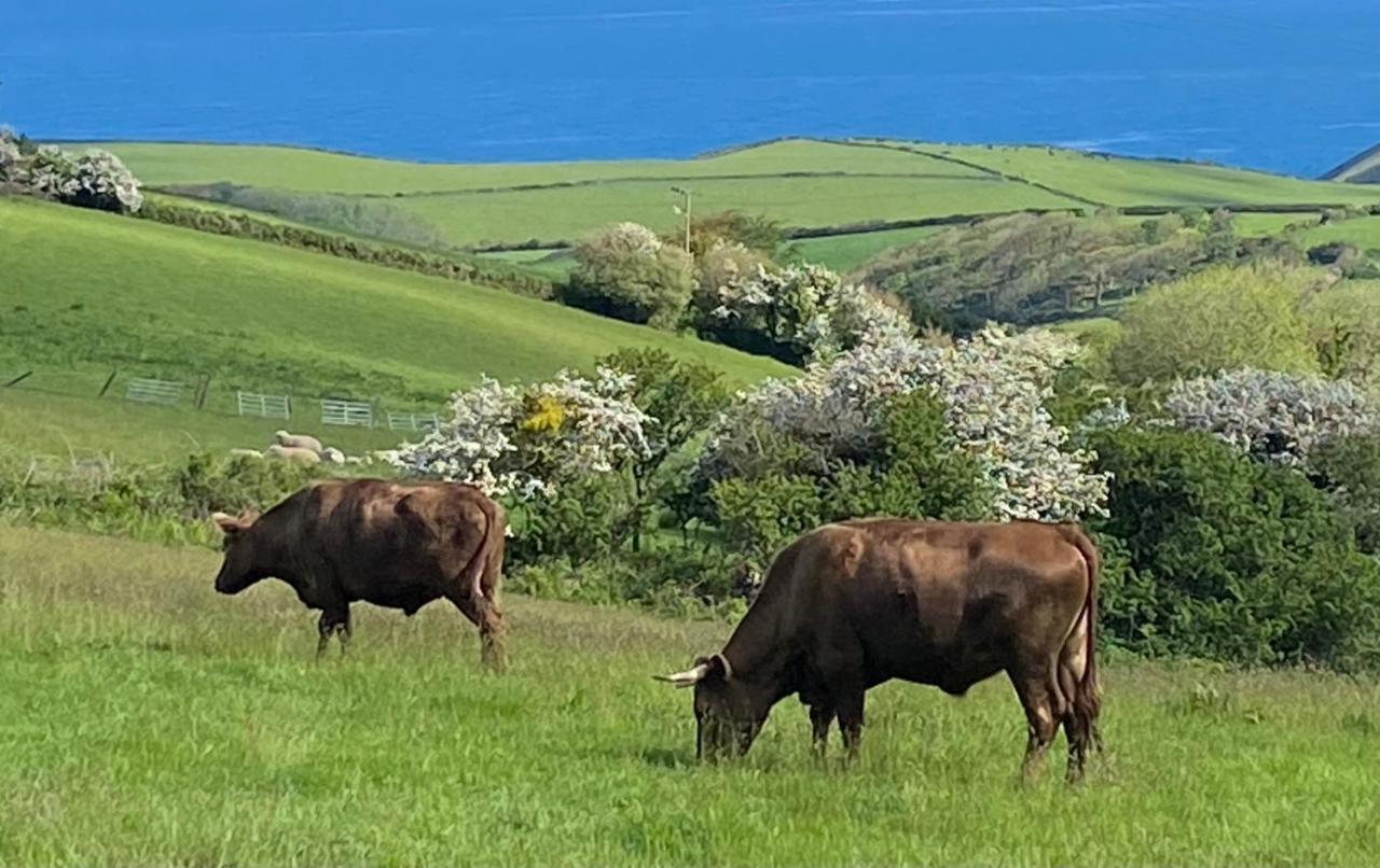 Polrunny Farm Blackberry Cottage - Cornwall Bliss In Sight Of The Sea Boscastle Ngoại thất bức ảnh